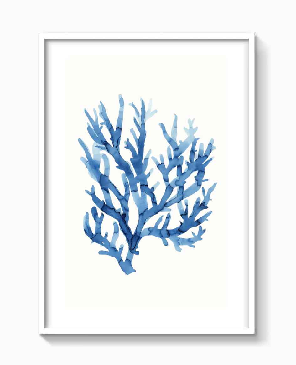 ALGAE