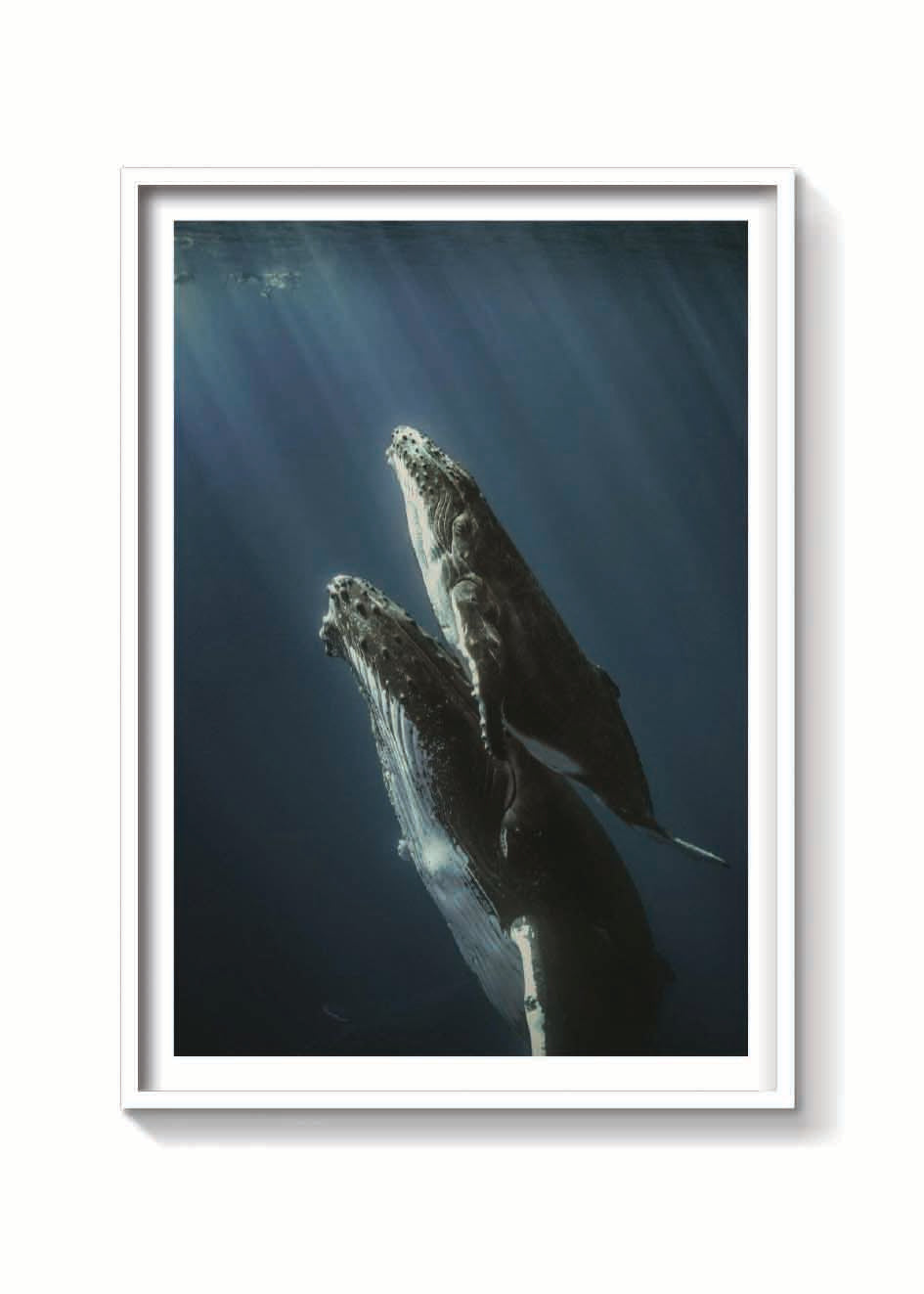 BALLENAS