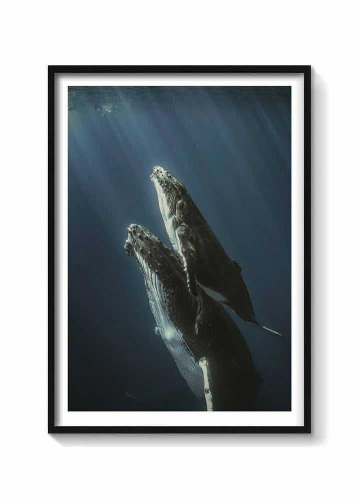 BALLENAS