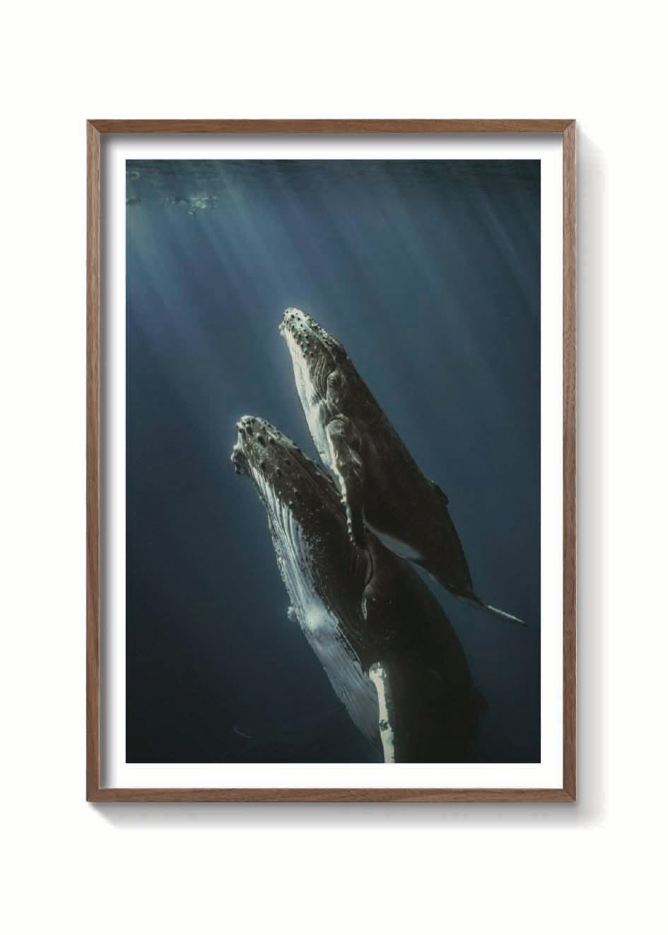 BALLENAS