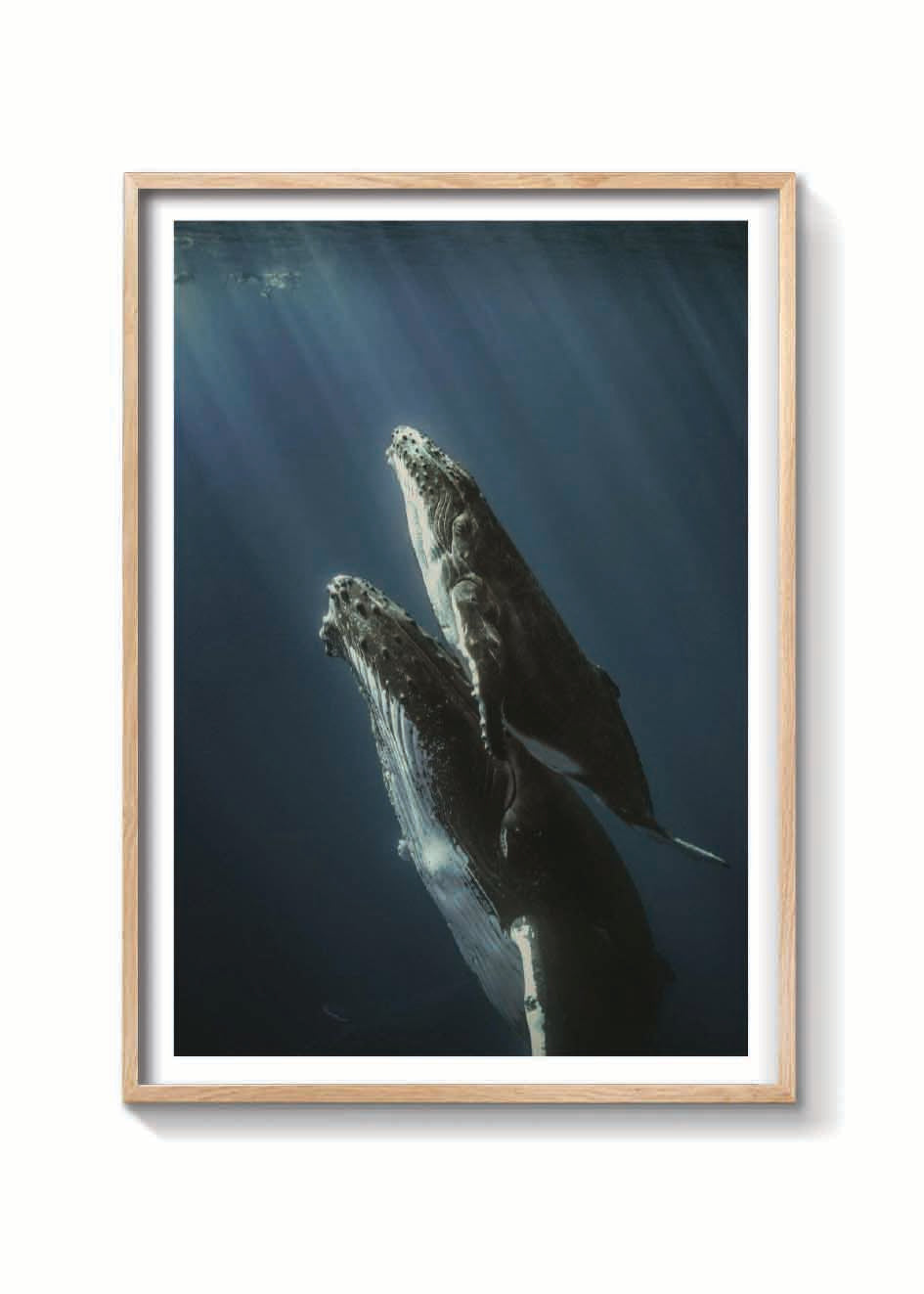 BALLENAS