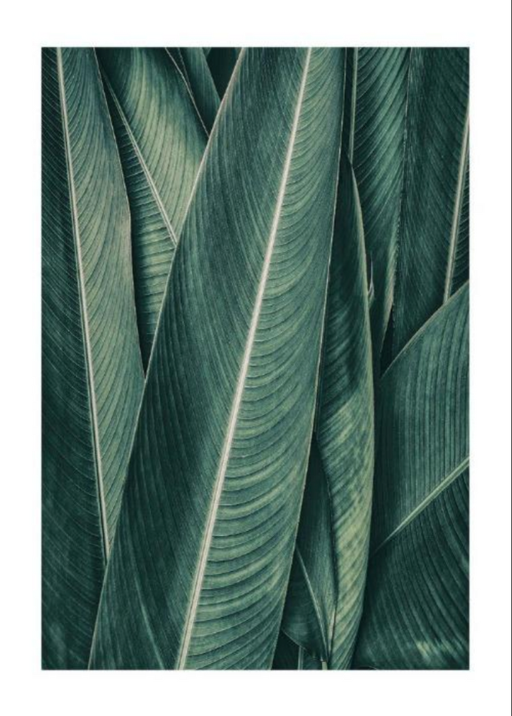 PLANTAS NO3 XXL
