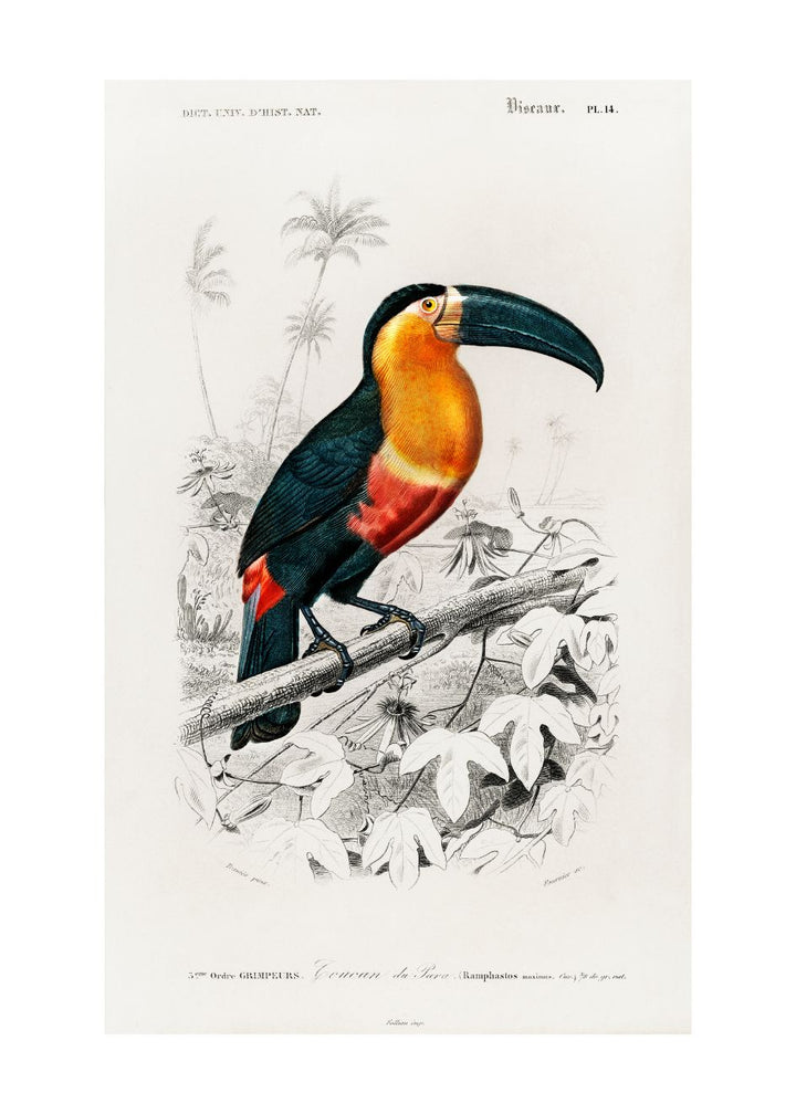 TUCAN