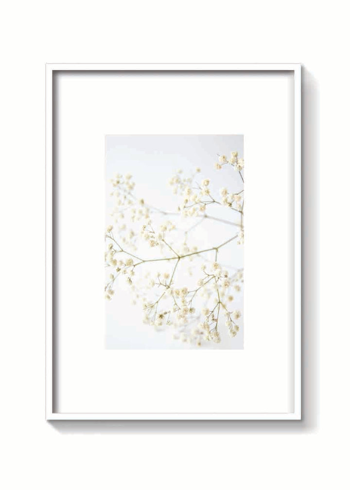 DRY CLOUD FLOWER