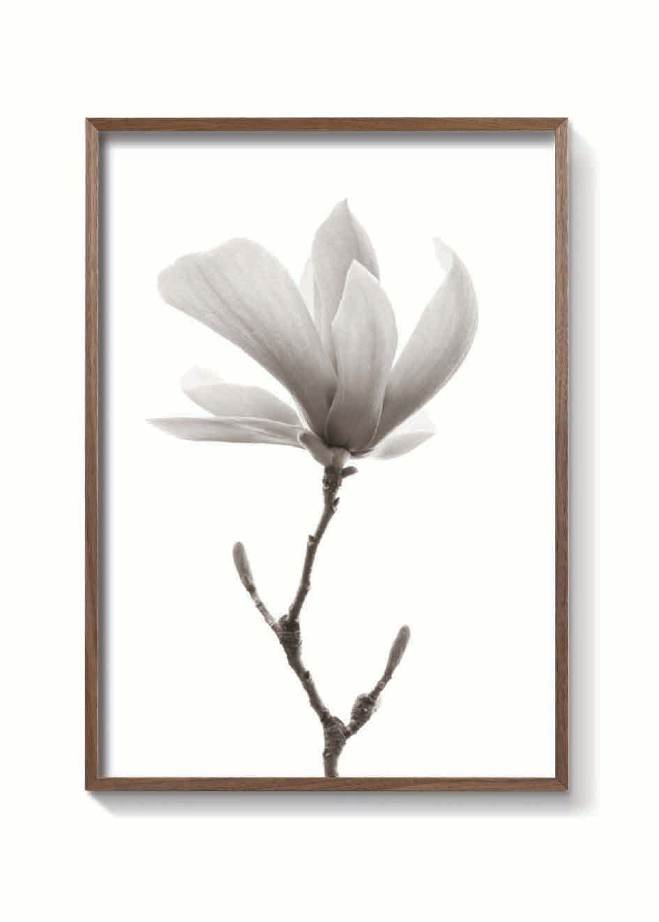 MAGNOLIA FLOR