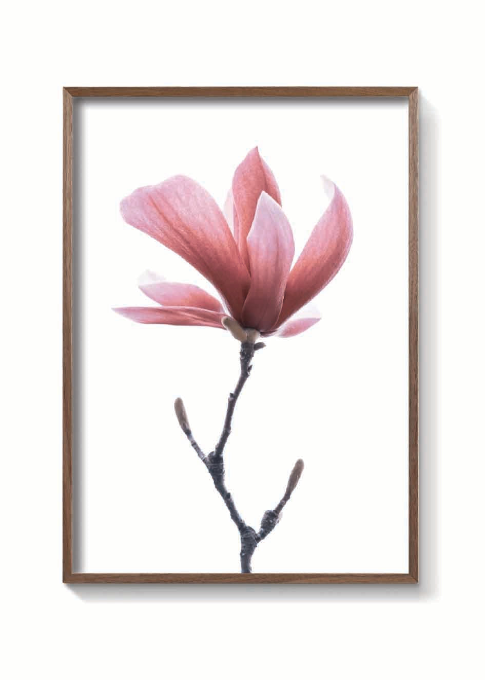 MAGNOLIA ROSA