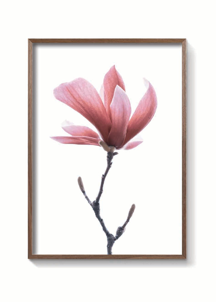 MAGNOLIA ROSA