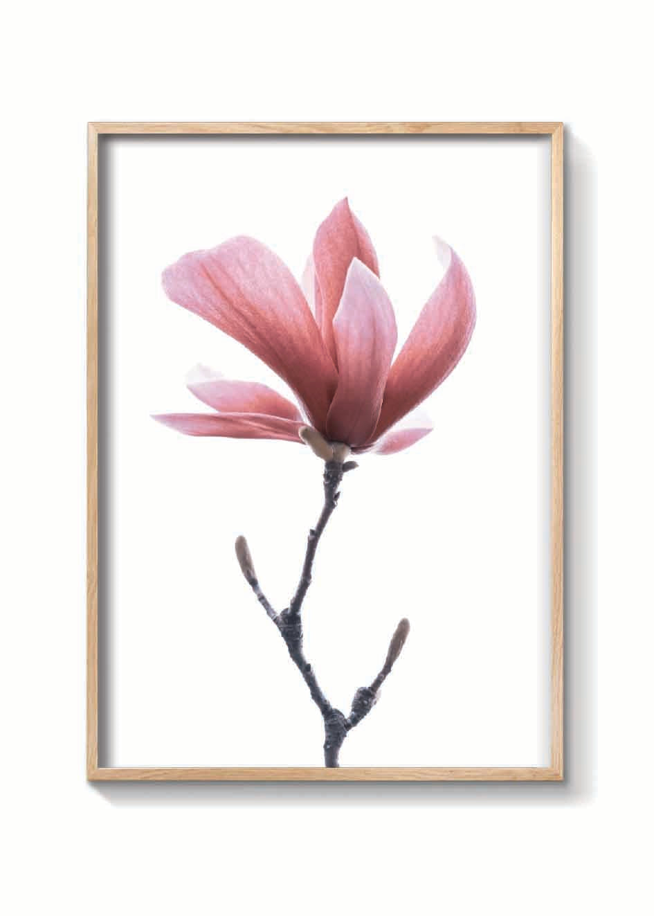 MAGNOLIA ROSA