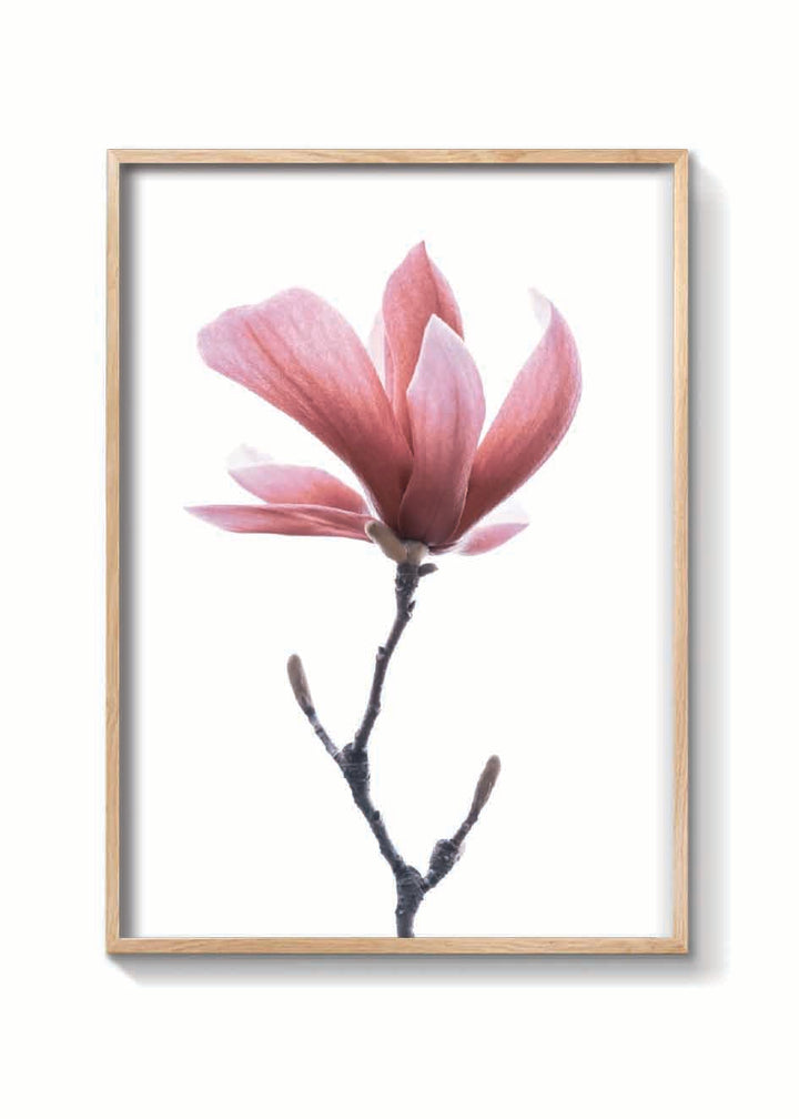 MAGNOLIA ROSA