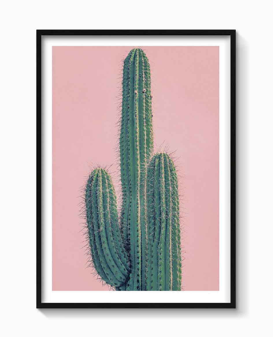 PINK CACTUS