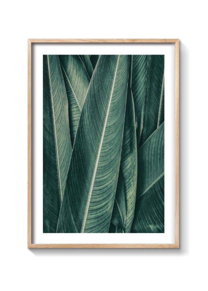PLANTAS NO3 XXL