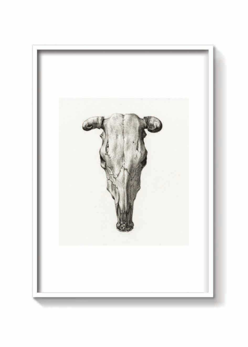 SKULL